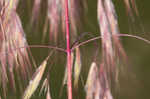 Cheatgrass